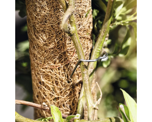 Tapis de coco avec fixation pour plantes