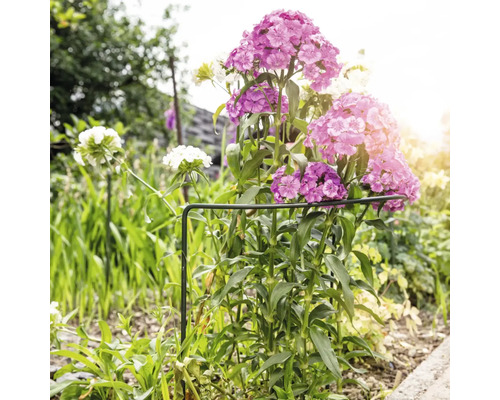 Blumenbeet mit rosa und weißen Nelken, gestützt von einem Pflanzenstützring.
