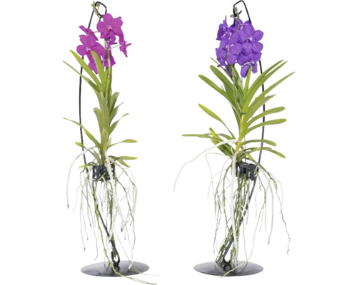 Vanda Mix auf Metallständer FloraSelf Vanda coerulea H 50 cm Ø 17 cm Topf