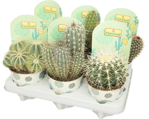 Mélange de cactus FloraSelf pot Ø 12 cm sélection aléatoire de variétés