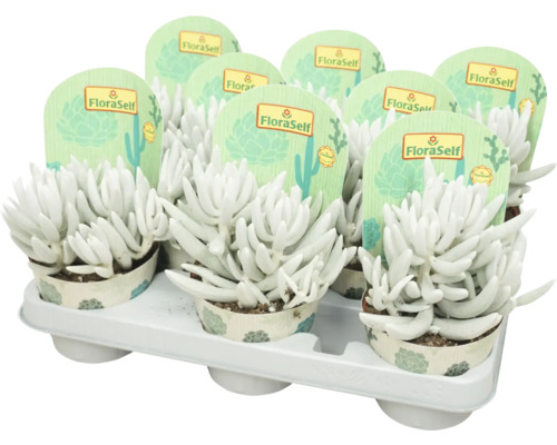 Mehrere weiße Sukkulenten in Töpfen auf einem Tablett