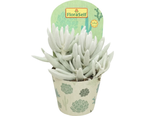 Séneçon FloraSelf Senecio Mont Blanc h 15-20 cm Ø de pot 10,5 cm