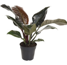 Philodendron plante d''intérieur en pot
