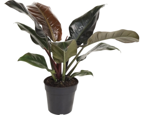 Baumfreund FloraSelf Philodendron 'Imperial Red' H ca. 55 cm Ø 19 cm Topf Philodendron Zimmerpflanze in einem Topf