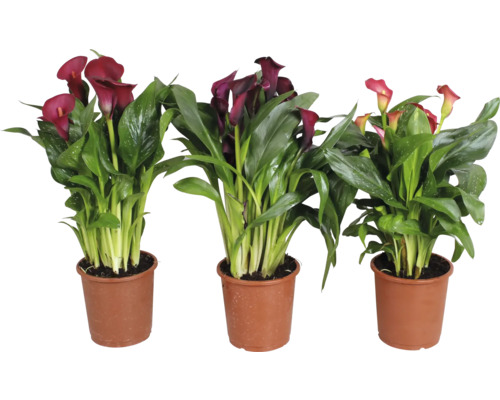 Calla, Zantedeschia Indian Summer Mix FloraSelf h env. 45 cm pot Ø 12 cm diff. variétés, sélection aléatoire de variétés