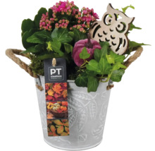 Composition florale avec kalanchoé, lierre, courge, hibou en bois et panier à anse