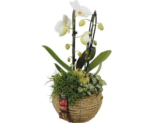 Arrangement d'orchidées dans un panier Ø 20 cm FloraSelf