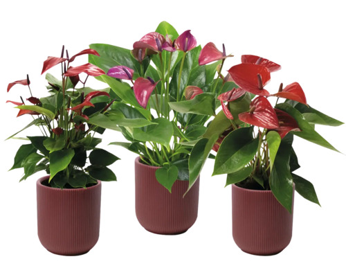 Mélange langue de feu / Anthurium andreanum FloraSelf Anthurium avec cache-pot en céramique Atlanta Ø 13 cm, trié, sélection aléatoire de variétés