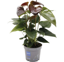 Anthurium en pot