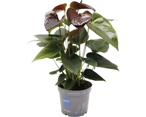 Langue de feu / Anthurium andreanum FloraSelf 'Black Essencia' pot Ø 12 cm