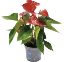 Anthurium plante d''intérieur avec fleurs rouges en pot