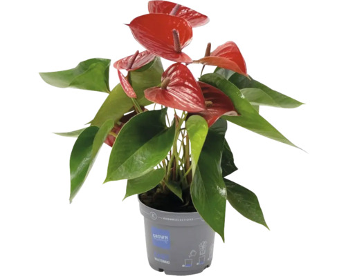 Langue de feu / Anthurium andreanum FloraSelf 'Picanta' pot Ø 12 cm