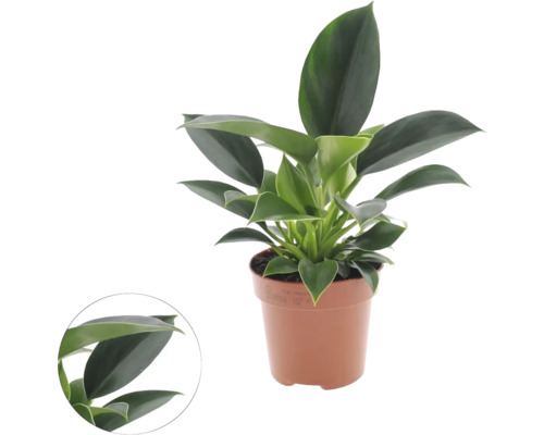 Philodendron 'Green Princess' FloraSelf h env. 25 cm pot Ø 12 cm