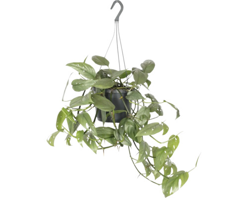 Suspension pothos FloraSelf Scindapsus 'Cebu Blue' pot Ø 17 cm, set de suspension florale