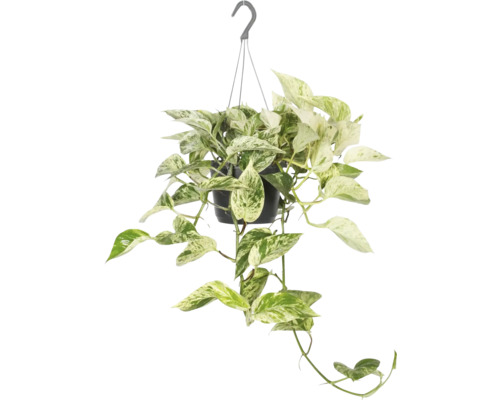 Suspension pothos FloraSelf Scindapsus aureum 'Marble Queen' pot Ø 17 cm, set de suspension florale