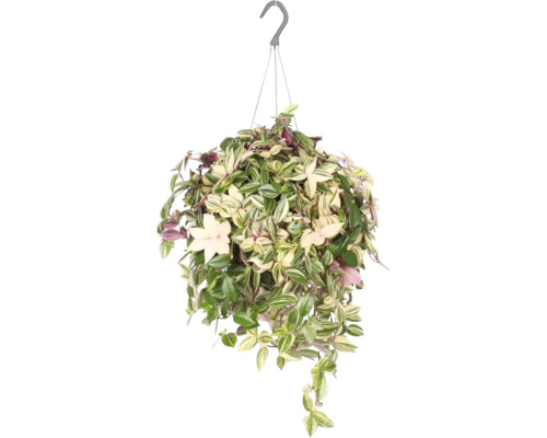 Misère, juif errant suspension FloraSelf Tradescantia quadricolor pot Ø 17 cm, suspension florale sous forme de set