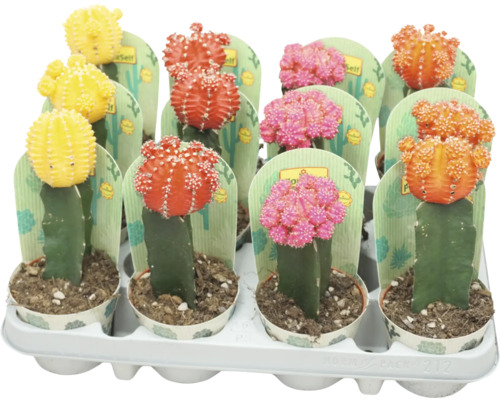 Cactus FloraSelf Gymnocalycium Geent Mix pot Ø 8,5 cm sélection aléatoire de variétés