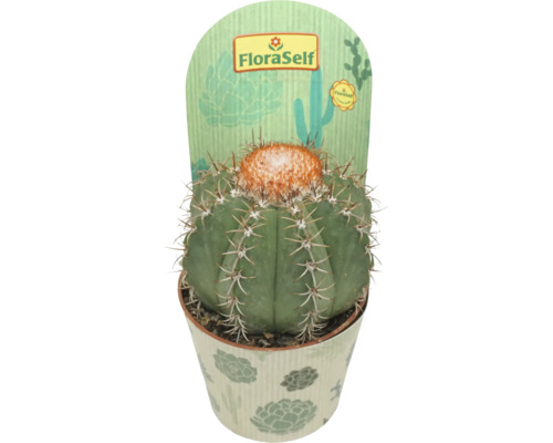 Cactus FloraSelf Melocactus matanzanus pot Ø 10,5