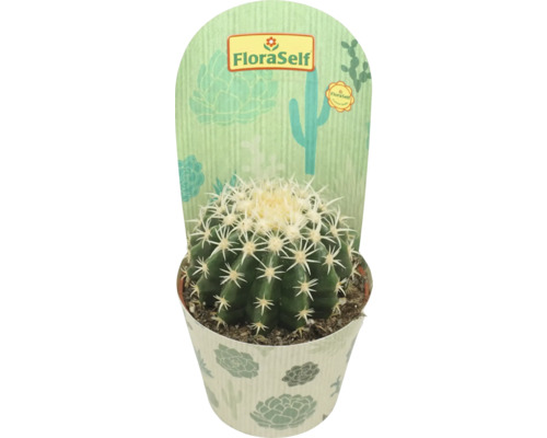 Cactus, coussin de belle-mère FloraSelf Echinocactus brevispina pot Ø 10,5 cm