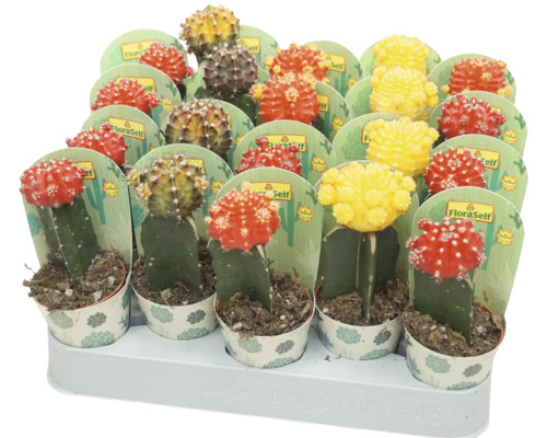 Cactus FloraSelf Gymnocalycium Geent Mix pot Ø 5,5 cm sélection aléatoire de variétés