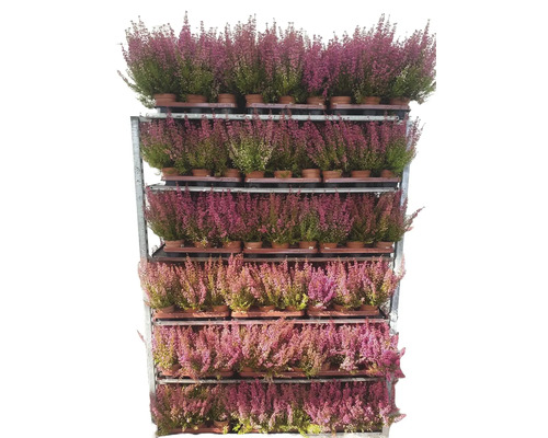 Plantes de bruyère sur un chariot de vente.