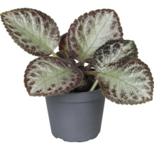 Plante d''intérieur à feuilles d''ache dans un pot