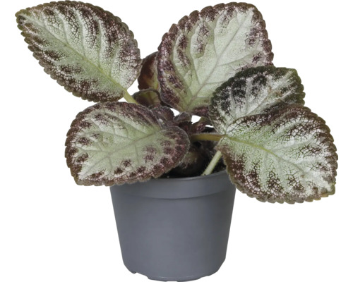 Plante d''intérieur à feuilles d''ache dans un pot
