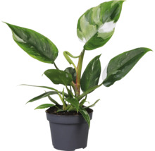 Philodendron plante d''intérieur en pot