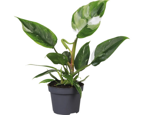 Philodendron Zimmerpflanze in einem Topf