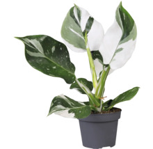 Philodendron, plante d''intérieur en pot