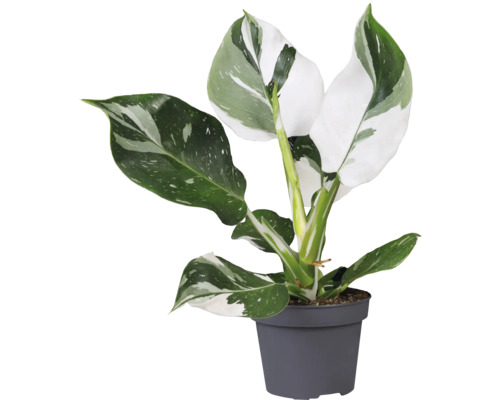 Philodendron mélange blanc FloraSelf diff. variétés de Philodendron h 20-30 cm pot Ø 12 cm Philodendron, plante d''intérieur en pot