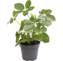 Schefflera plante d''intérieur en pot