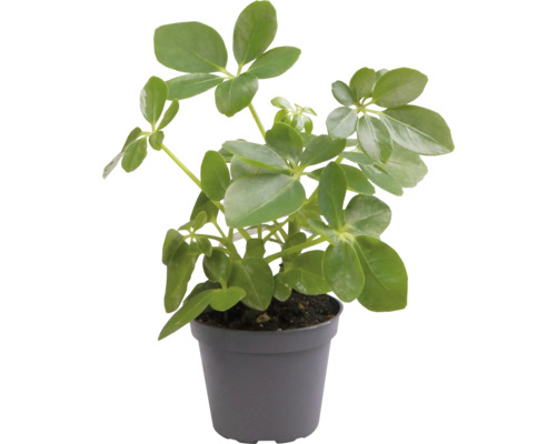 Schefflera plante d''intérieur en pot