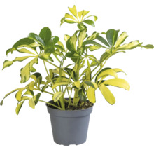 Schefflera plante d''intérieur en pot