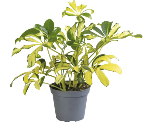 Mélange de Schefflera FloraSelf pot Ø 6 cm