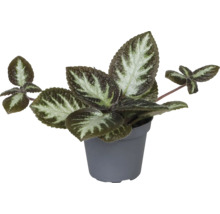 Plante d''intérieur avec feuilles veloutées en pot