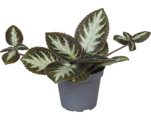 Episcie, mélange d'episcia cupreata FloraSelfEpiscia Ø de pot 6 cm sélection aléatoire de variétés