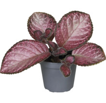 Plante en pot avec des feuilles décoratives
