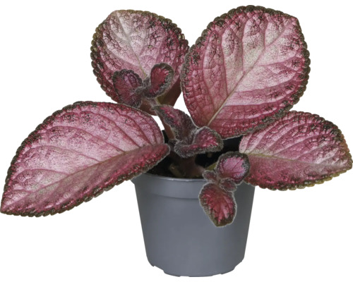 Plante en pot avec des feuilles décoratives
