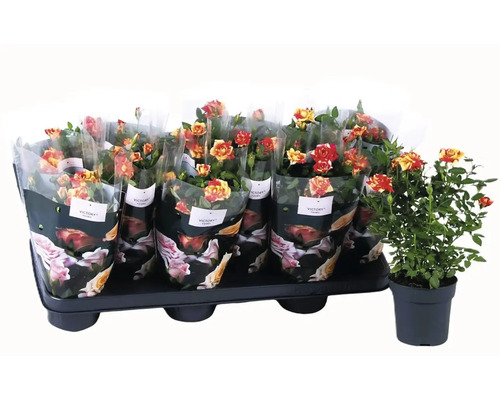 Plateau de rosiers en pot emballés dans un film décoratif et un rosier en pot individuel