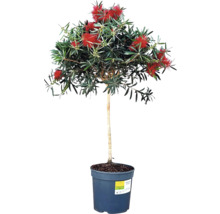 Rince-bouteille plante en pot