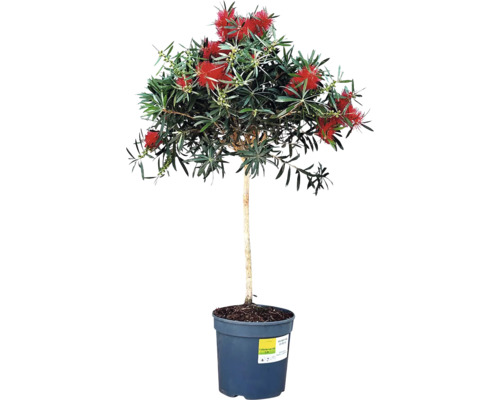 Rince-bouteille plante en pot