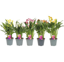 Plantes de Zantedeschia multicolores en pots.