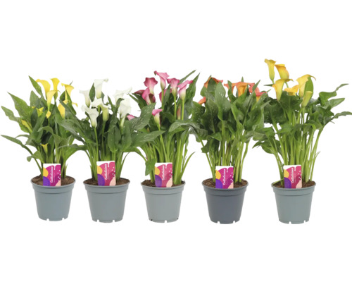 Plantes de Zantedeschia multicolores en pots.