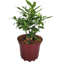Lorbeerbaum im Topf mit grünen Blättern