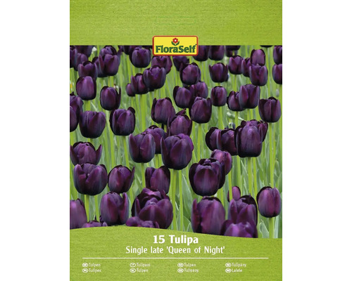 Bulbes de tulipes FloraSelf 'Queen of Night' 15 pièces