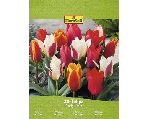 Bulbes de tulipes FloraSelf 'Greigi' 20 pièces