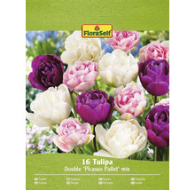 Paquet de 16 tulipes Double Picasso Pallet Mix