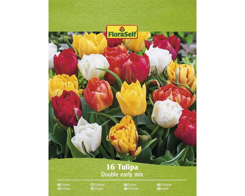 Bulbe de tulipe FloraSelf ' mélange complet ' 16 pièces