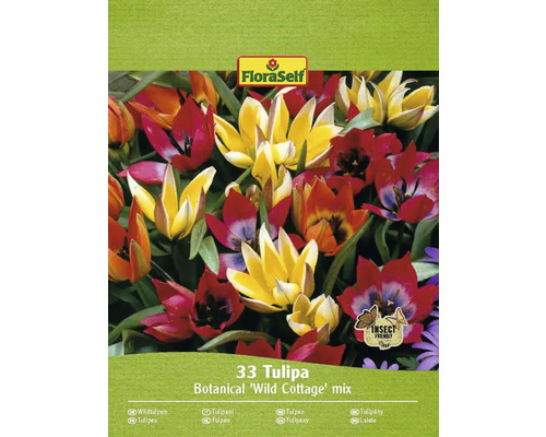 Bulbe Tulipe FloraSelf 'Combi "Wild Wonders" 33 pièces